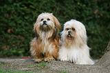 LHASSA APSO 149
